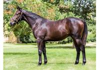 Ripper WRITTEN TYCOON colt with Hayes & Dabernig!!! Lovely actioned colt...