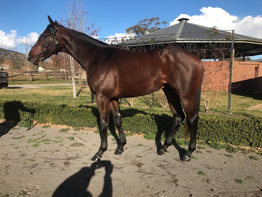 A half to Grande Rosso...we like this colt a lot!