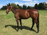 20% Left! Bjorn Baker puts polish on cracking BERNARDINI filly..all strength and power!
