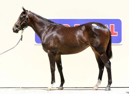 SO YOU THINK X MAGICALLY FILLY