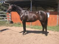 WRITTEN TYCOON on FIRE!!!! 6 Metro winners 10th February!! 15% left in this colt!