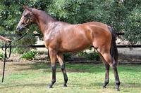 STAR STAR STAR! ZOUSTAR...Yes he is a STAR sire already