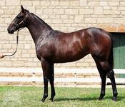 Race a stunning NICCONI filly! Rob Heathcote trains..QTIS & MAGIC MILLIONS