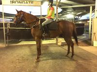 DK WEIR trains filly with a rap! Terrific rap from breaker!!!!!!