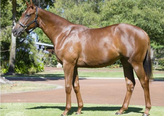 WRITTEN TYCOON X ELLE LABELLE FILLY
