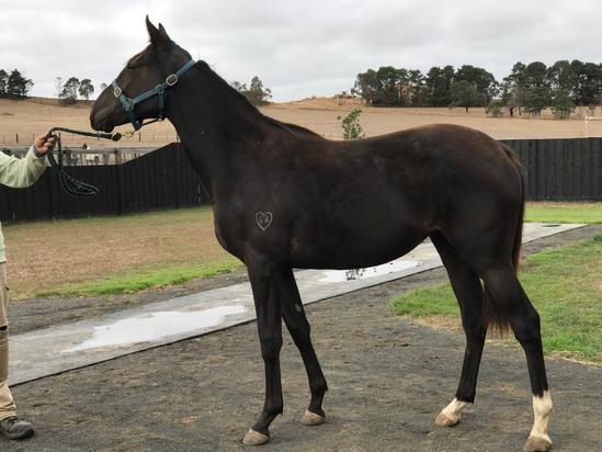 SHAMUS AWARD X AUNT MIMI FILLY