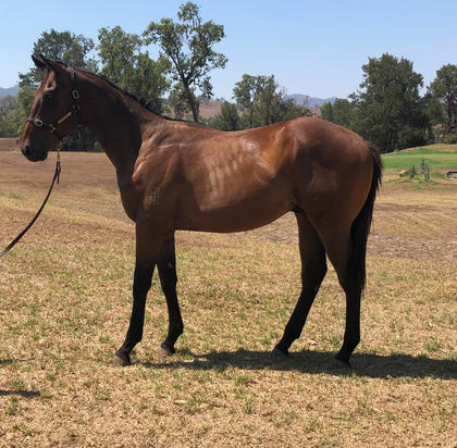 PRESS STATEMENT X RED CHILLI PEPPERS COLT