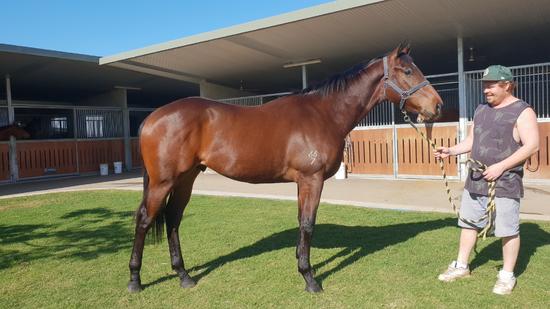 PRESS STATEMENT X RED CHILLI PEPPERS COLT