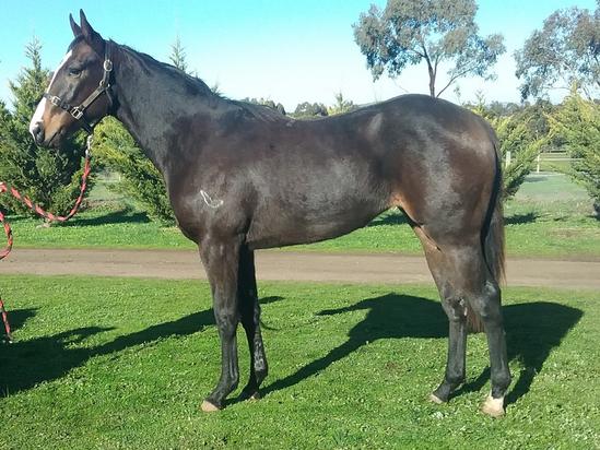 PIERRO X EVILWEB FILLY