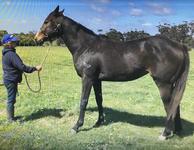 ARCADIA QUEEN, PIERATA by PIERRO!! PIERRO filly on offer..