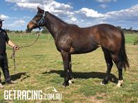 Hayes/Dabernig team train this cracking filly! SO YOU THINK'S are winning everywhere!