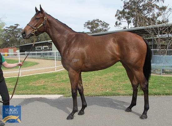 PIERRO X ROYAL CONSPIRACY FILLY