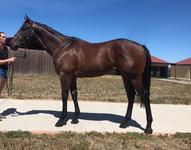 Brent Stanley trains! This colt is a cracker!