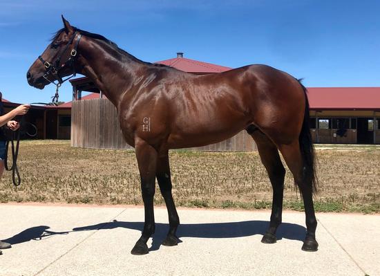 PRESS STATEMENT X RED CHILLI PEPPERS COLT
