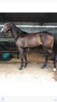 ARCADIA QUEEN, PIERATA by PIERRO!! PIERRO filly on offer..