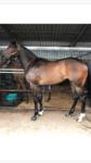 Hayes/Dabernig team train this cracking filly! SO YOU THINK'S are winning everywhere!
