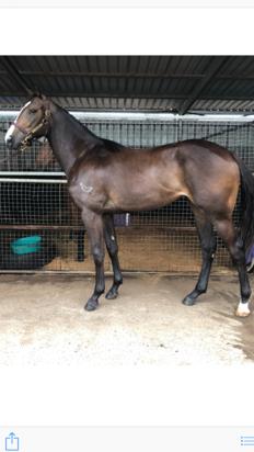 PIERRO X EVILWEB FILLY
