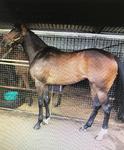 Hayes/Dabernig team train this cracking filly! SO YOU THINK'S are winning everywhere!