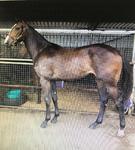 CIARON MAHER trains this exciting PIERRO filly!!