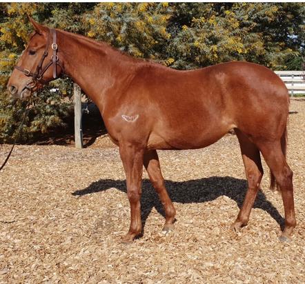 STREET BOSS X CHEVOVESSENCE FILLY
