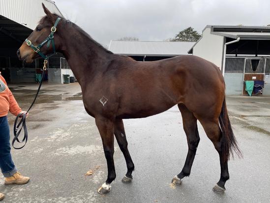ZOUSTAR X VALUTA FILLY