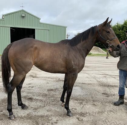 ZOUSTAR X VALUTA FILLY