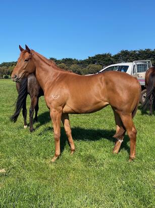 STREET BOSS X CHEVOVESSENCE FILLY