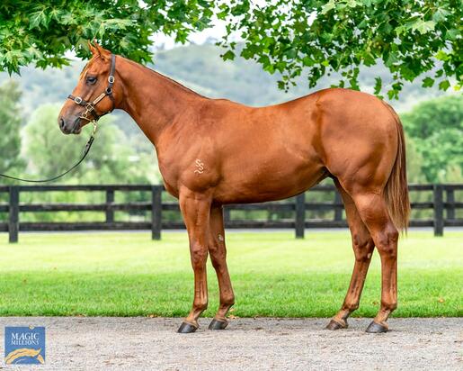 ZOUSTAR X FABVIER COLT