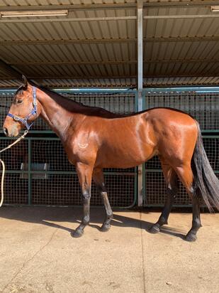 LONHRO X HEIRLOOMS COLT