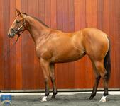 LEE FREEDMAN trains SPIRIT OF BOOM filly! 35% left!!