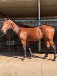 MAHER/EUSTACE team really like this colt!! Walk up start!