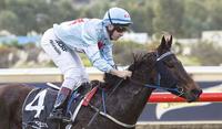 Hey Listen set for Mt Barker return
