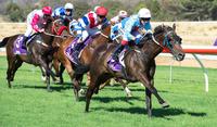 My Greek Boy awarded Great Southern Horse of the Year
