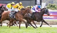 Arrum Boy back in action this Saturday