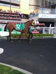 Prince Memnon at Kembla - Saturday 14th January 2017