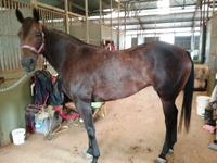 Stable takes 2 to Kembla - Saturday 12th May 2018