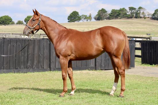 Star Witness X Vernier