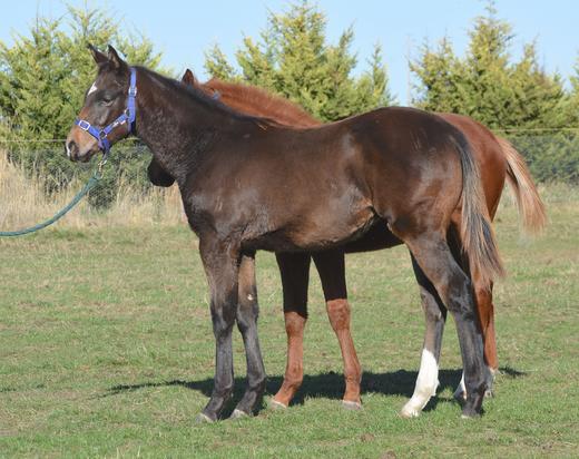 Puissance De Lune X Osprey