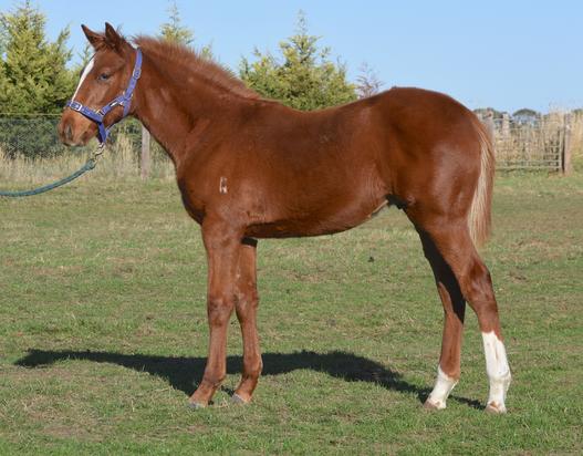 Sepoy X Afterburn