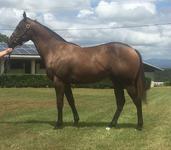 Monashee Mountain Filly Available