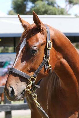 Un-named(Starspangledbanner x Enchanting Waters)