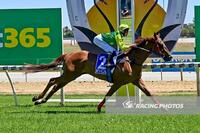 Hugo loves Swan Hill