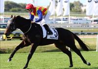 PIERATA Another Winner by Pierro