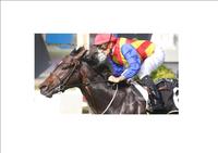 PIERATA First Up Win At Doomben