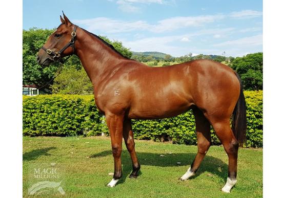 Deep Field X See The Music Filly