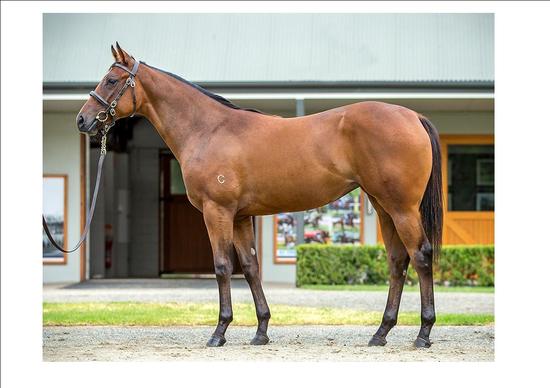 Per Incanto X Mae Jinx Filly