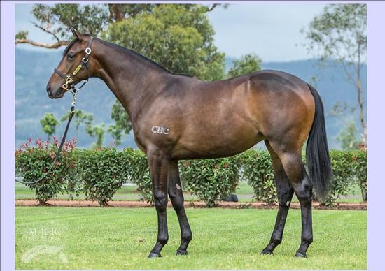 Press Statement Filly