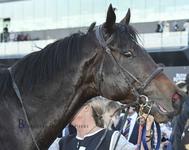 Pierata to Trial On Friday at the Farm