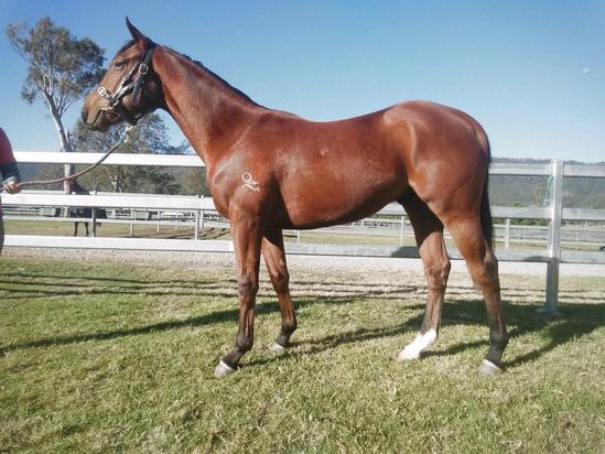 Pierro X Faction Colt