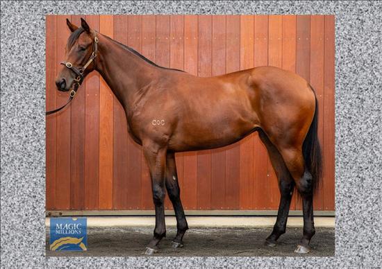 Unnamed Sizzling Filly